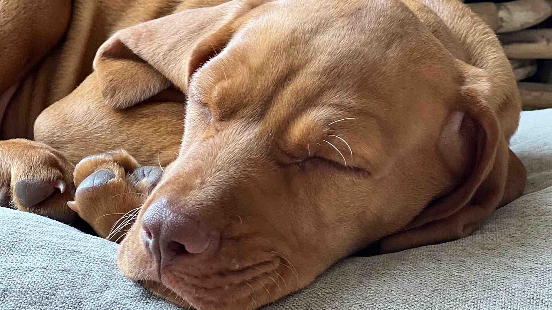 Hundekissen aus Bio-Hanf – orthopädisch, waschbar & robust