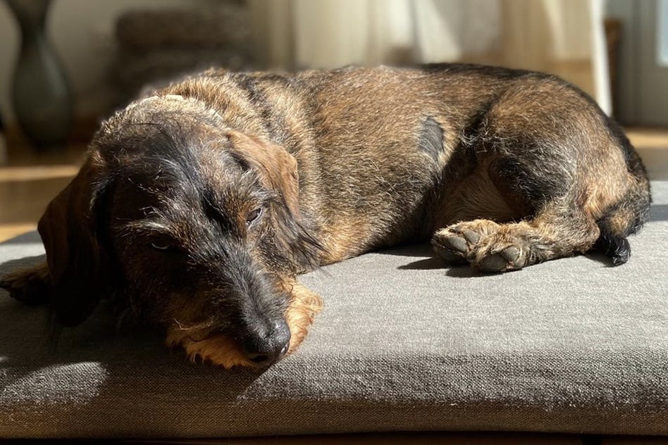 Dackel auf der CHILL THE DOG® Hundematte aus BIO-Hanf – natürlicher Schutz vor Milben, Allergien und Hautirritationen.