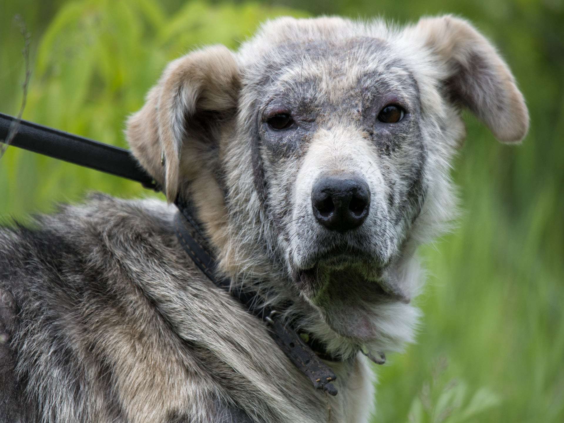 Hund mit Brillenbildung mit Brillenbildung. Demodikose, verursacht von Haarbalgmilben. CHILL THE DOG® Hanf-Hundebetten können zur Hautberuhigung beitragen und bei Hautproblemen unterstützen.