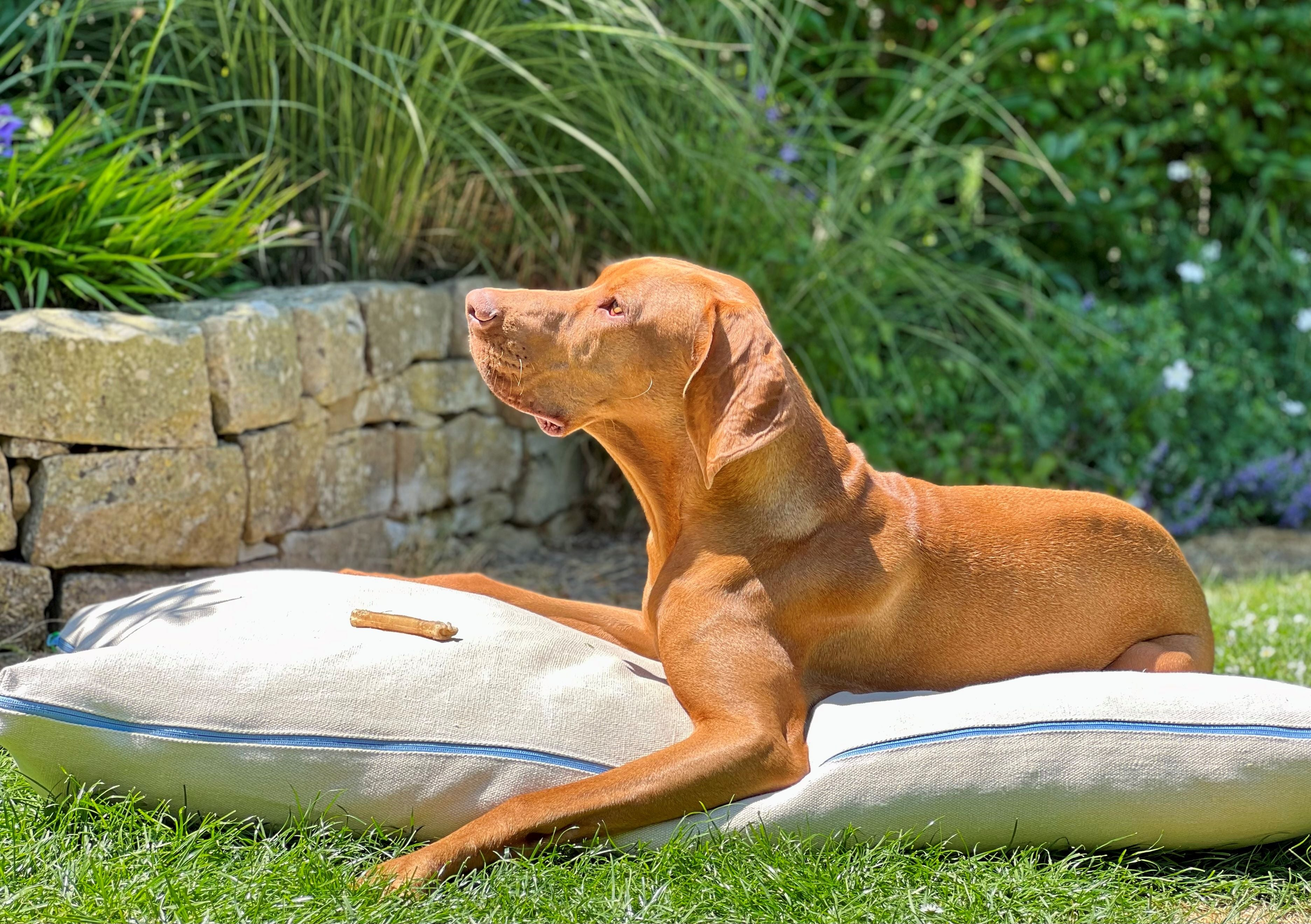 Hund Michel liegt entspannt auf dem orthopädischen CHILL THE DOG® Hanf-Hundekissen im Garten, gefüllt mit Latexflocken. Das fast weiße Kissen bietet optimalen Komfort für warme Sommertage und unterstützt die Gelenke.