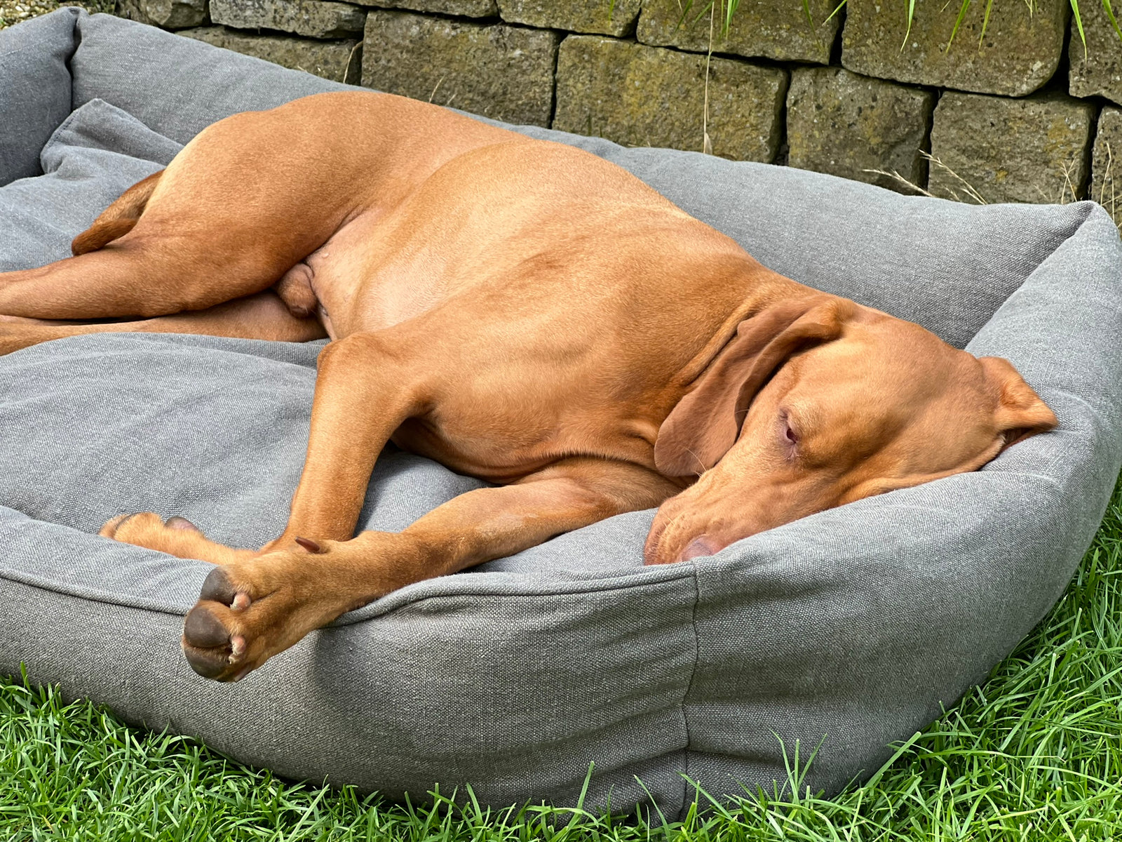 Orthopädisches Hundebett Langschläfer aus Hanf mit gepolstertem Rand