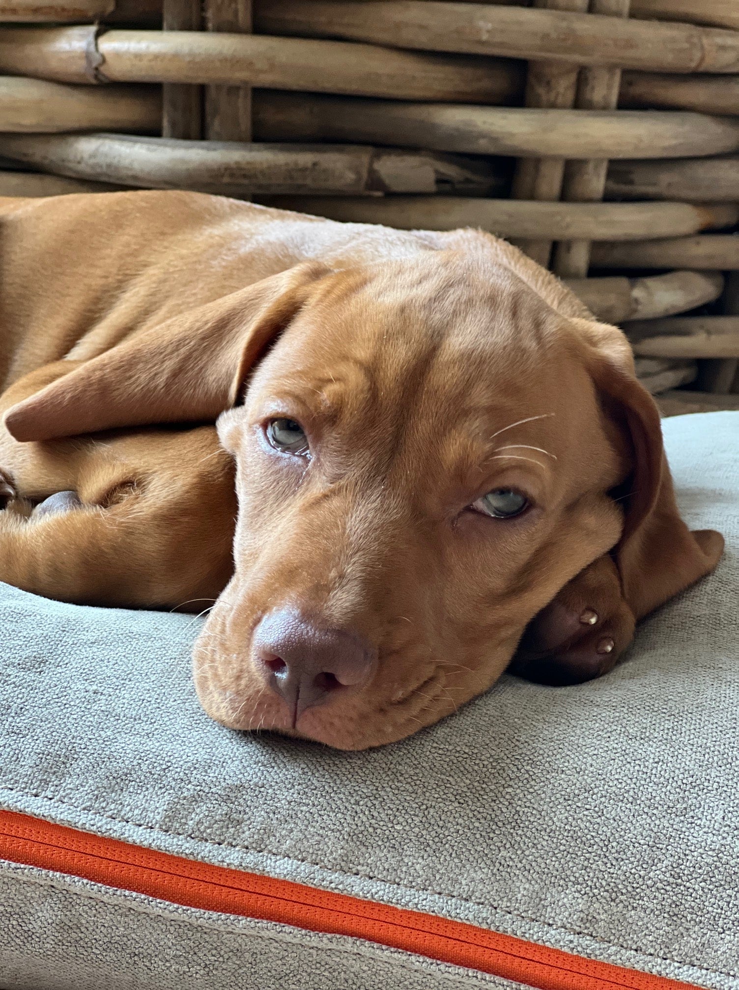 Welpe Michel genießt seinen Platz auf dem CHILL THE DOG® Hanf-Hundekissen – eine gesunde, nachhaltige Wahl für Ihren Hund.