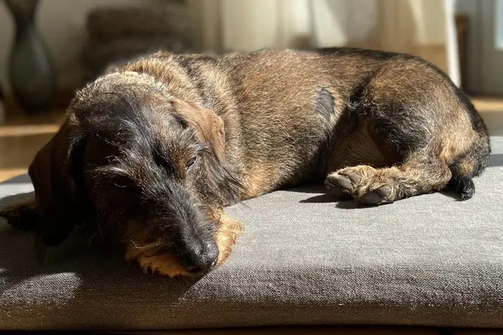 Orthopädische Hundematte waschbar aus BIO-Hanf mit Dackel – natürlicher Schutz vor Milben, Allergien und Hautirritationen. CHILL THE DOG® 