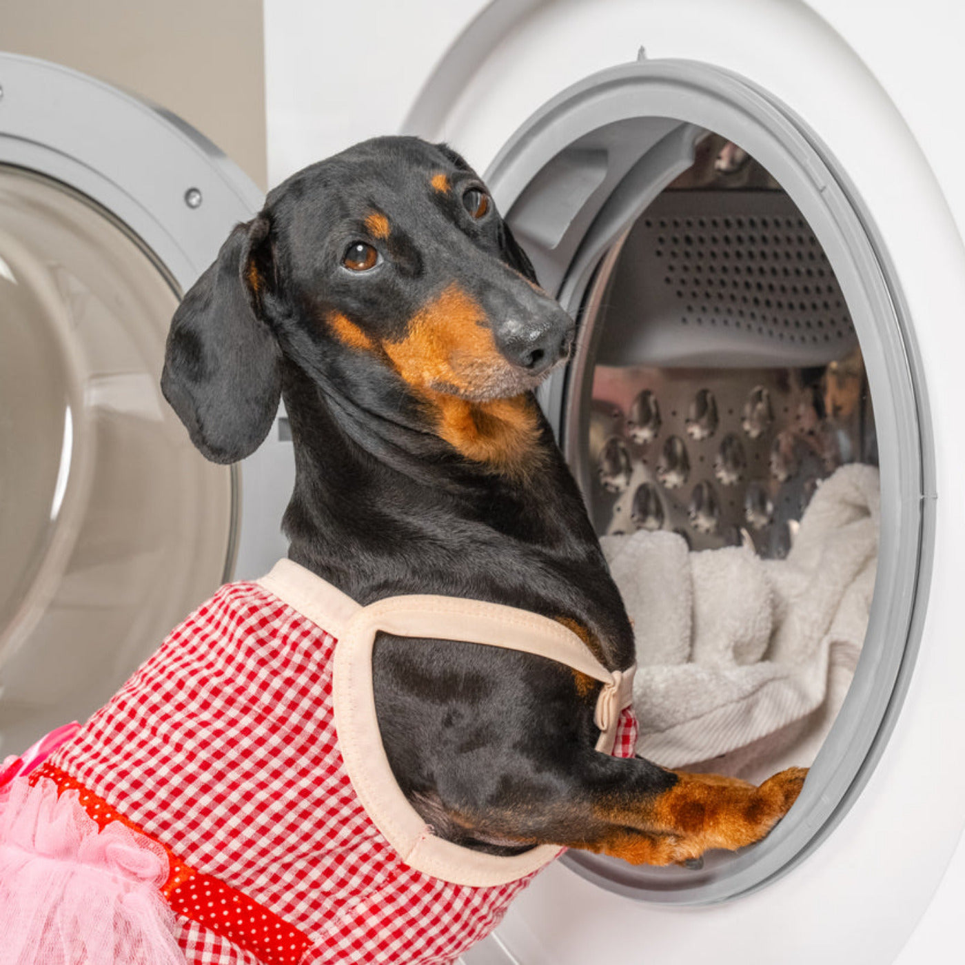 Beiträge zu Hygiene, Pflege, Waschbarkeit und Geruch bei Hundebett und Hundedecke