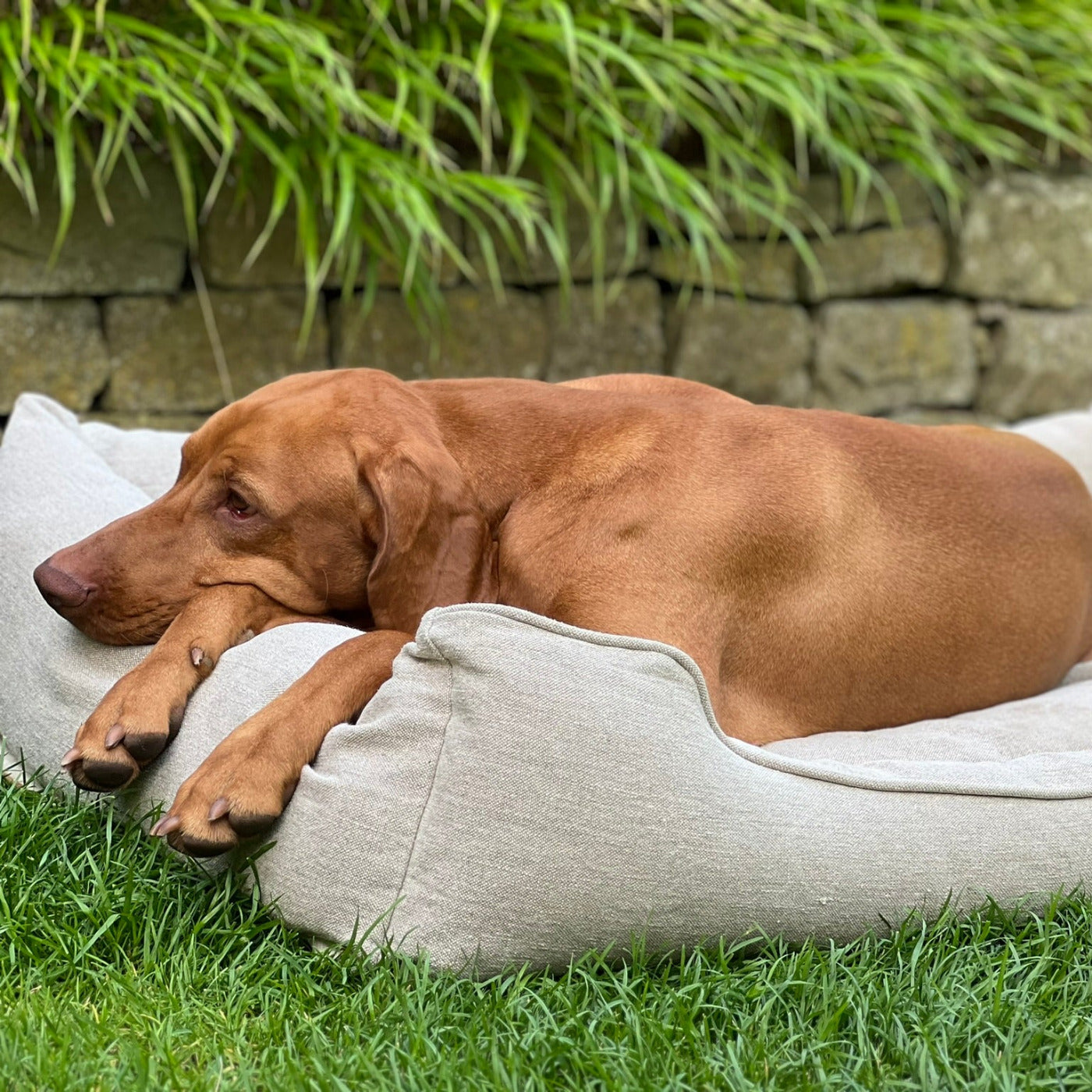 Kaufberatung für Hundebetten mit hilfreichen Beiträgen zu Materialien, Orthopädie und Pflege