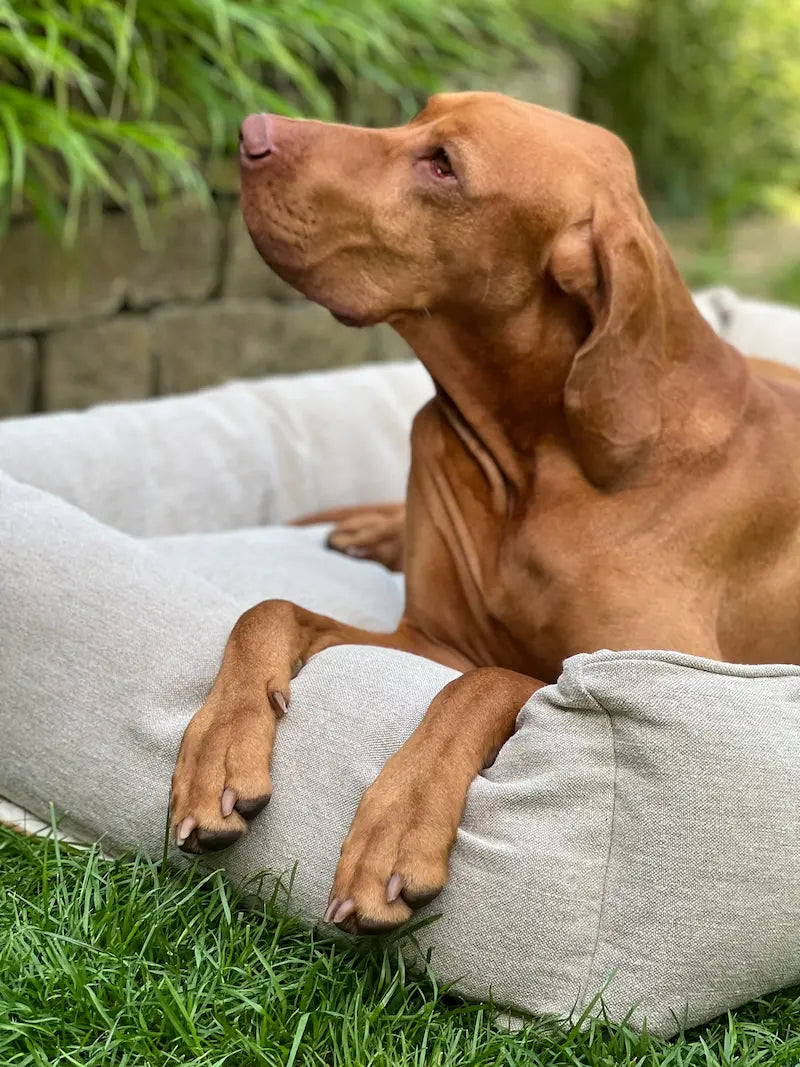 Orthopädisches Hundebett mit Michel, ein Hund, entspannt im CHILL THE DOG® BIO-Hanf Hundebett – komfortabel, langlebig, und pflegeleicht, handgefertigt in Deutschland.